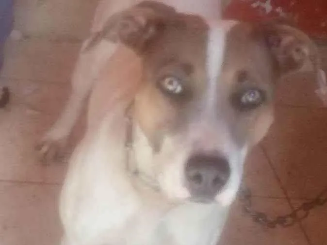 Cachorro ra a Mistura lavadro  idade 2 anos nome Malu