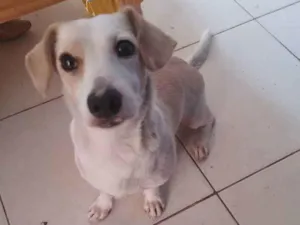 Cachorro raça  idade 2 anos nome Branquinha 