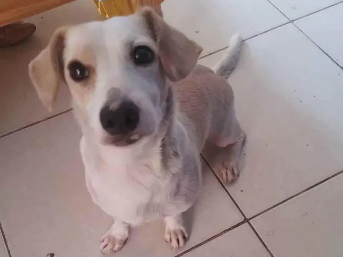 Cachorro ra a  idade 2 anos nome Branquinha 