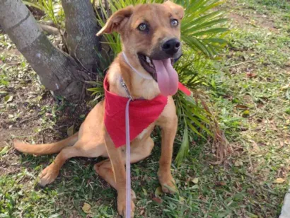 Cachorro raça Srd  idade 7 a 11 meses nome Anita 