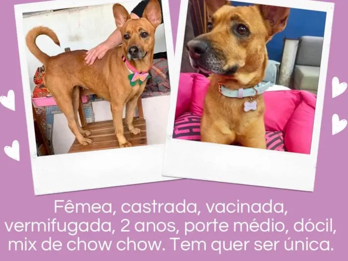 Cachorro ra a Mix de chow chow com vira lata idade 2 anos nome Saori