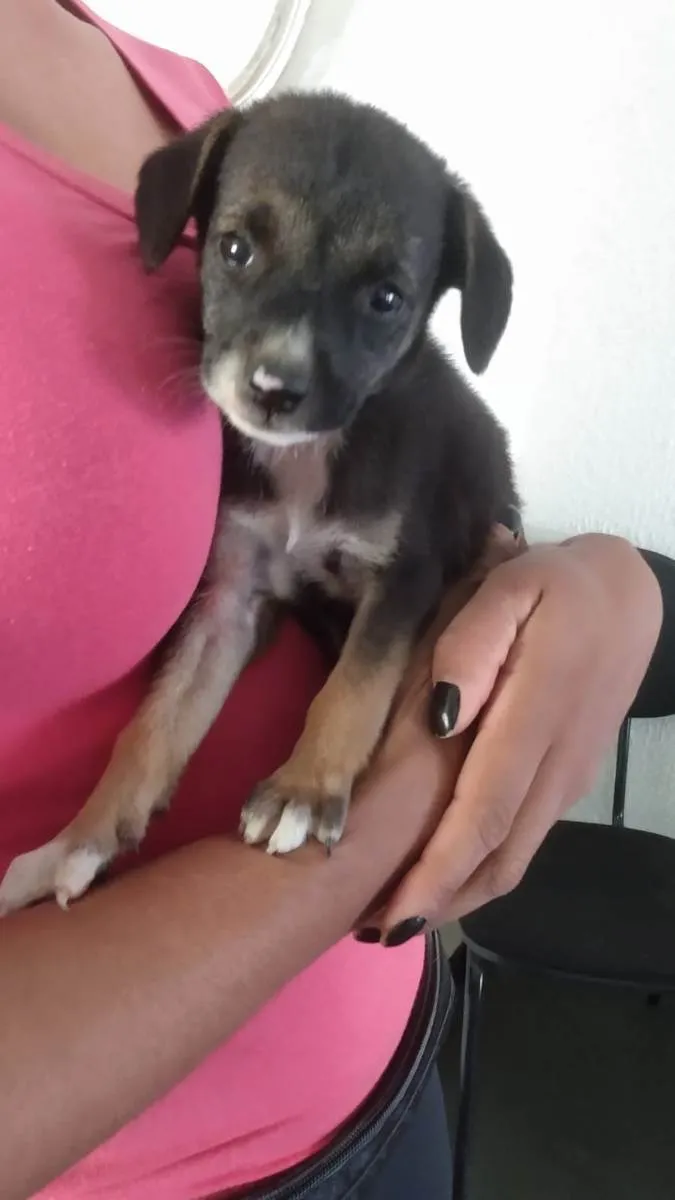 Cachorro ra a Indefinida idade 2 a 6 meses nome Sem nome