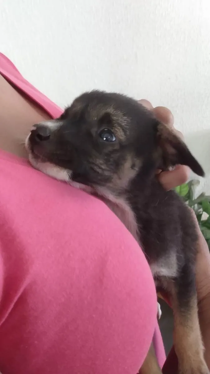 Cachorro ra a Indefinida idade 2 a 6 meses nome Sem nome