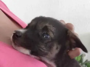 Cachorro raça Indefinida idade 2 a 6 meses nome Sem nome