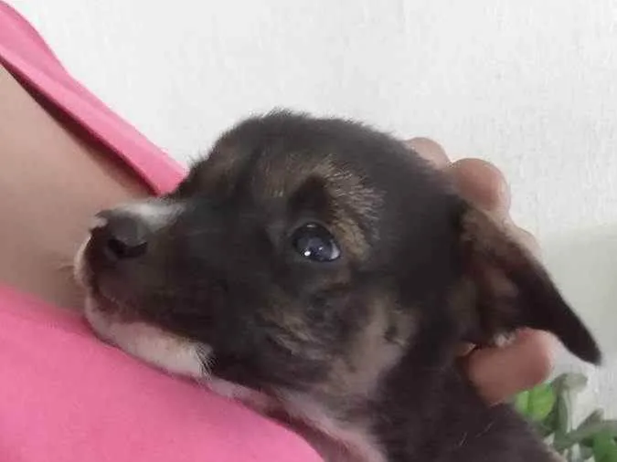 Cachorro ra a Indefinida idade 2 a 6 meses nome Sem nome
