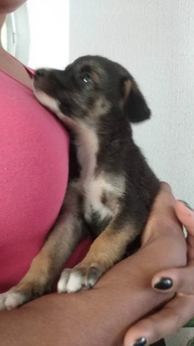 Cachorro ra a Indefinida idade 2 a 6 meses nome Sem nome
