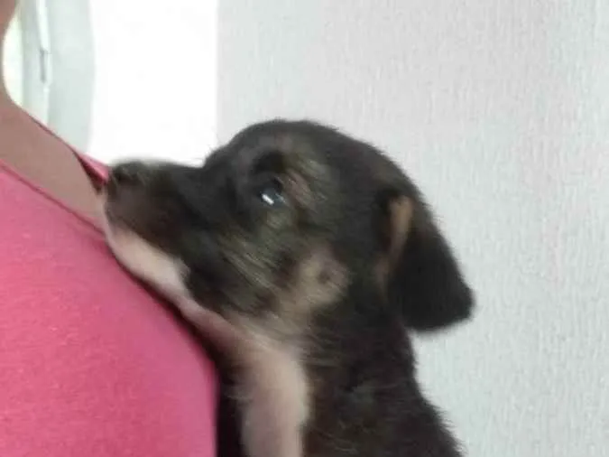 Cachorro ra a Indefinida idade 2 a 6 meses nome Sem nome