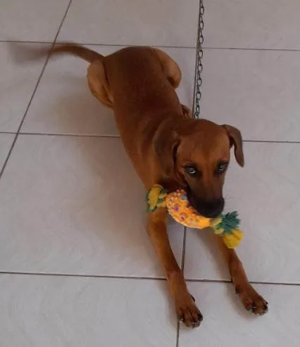 Cachorro ra a Vira Lata idade 7 a 11 meses nome Alegria