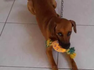 Cachorro raça Vira Lata idade 7 a 11 meses nome Alegria