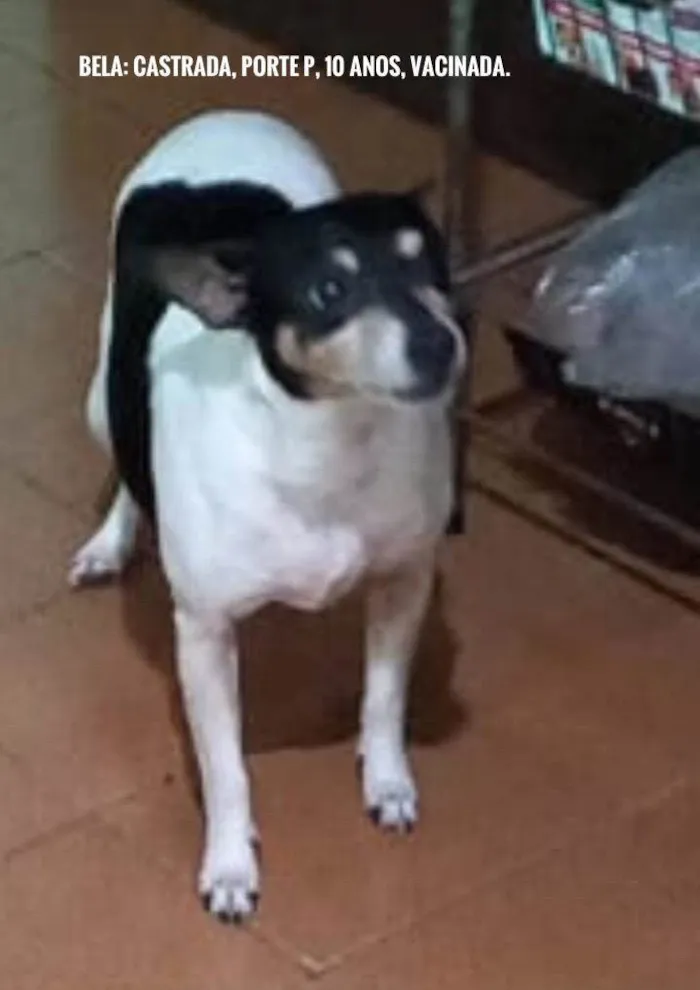 Cachorro ra a  idade 6 ou mais anos nome Bela