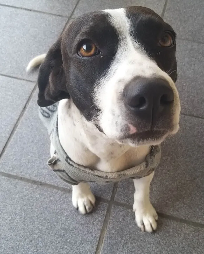 Cachorro ra a Acredito que seja Beagle idade 1 ano nome Belinha