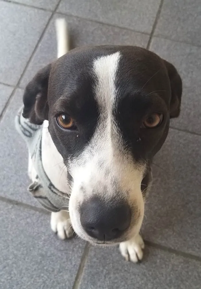 Cachorro ra a Acredito que seja Beagle idade 1 ano nome Belinha