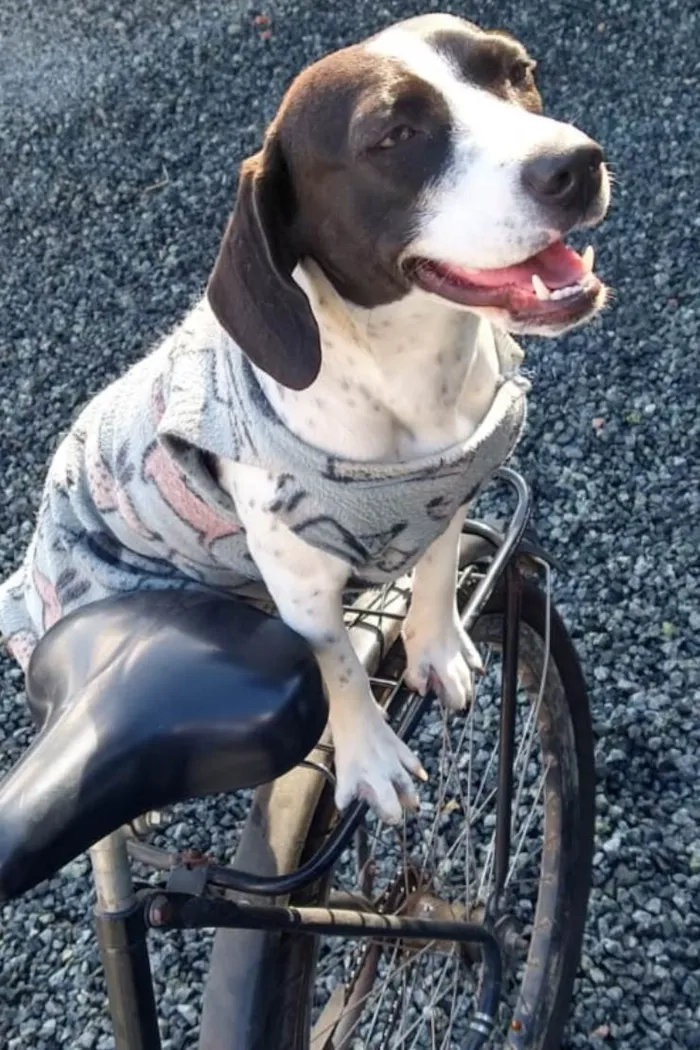 Cachorro ra a Acredito que seja Beagle idade 1 ano nome Belinha