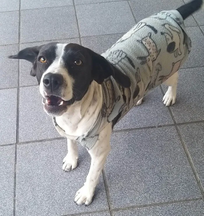 Cachorro ra a Acredito que seja Beagle idade 1 ano nome Belinha