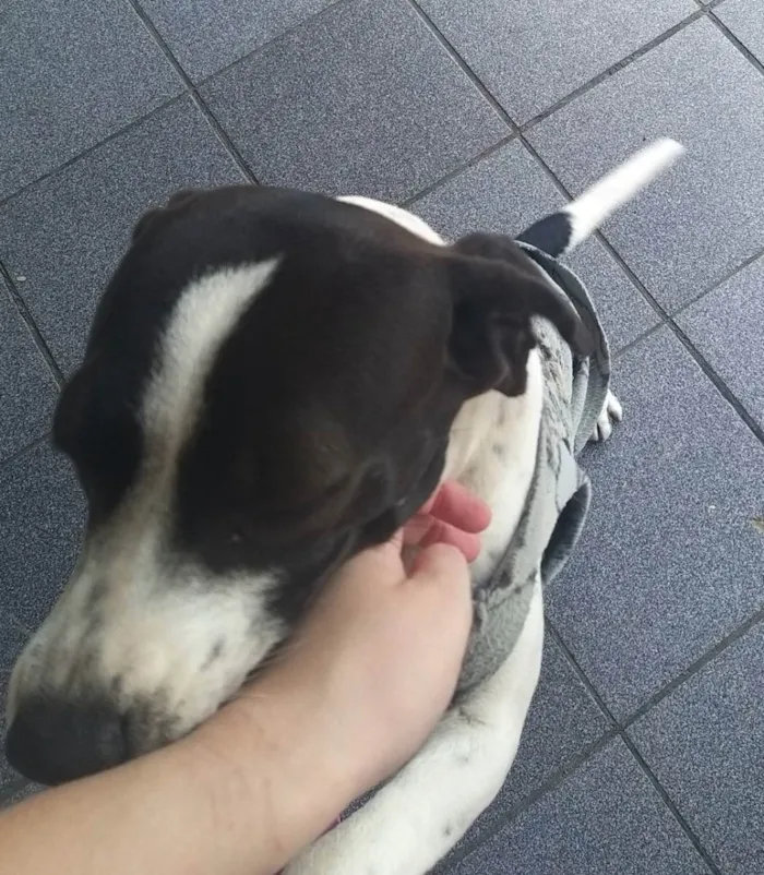 Cachorro ra a Acredito que seja Beagle idade 1 ano nome Belinha