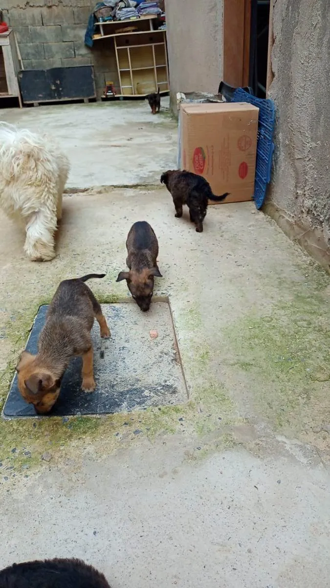 Cachorro raça indefinida idade Abaixo de 2 meses nome filhotes