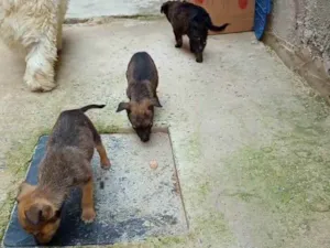 Cachorro raça indefinida idade Abaixo de 2 meses nome filhotes