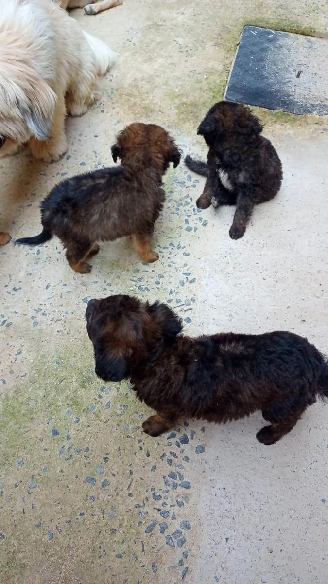 Cachorro raça indefinida idade Abaixo de 2 meses nome filhotes
