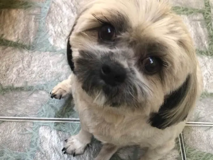 Cachorro raça Lhasa Apso idade 3 anos nome Lana