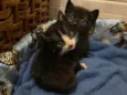 Gatinho