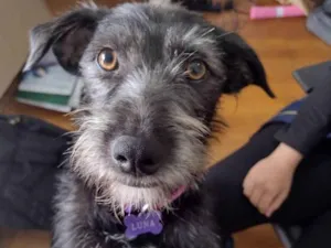 Cachorro raça Srd idade 7 a 11 meses nome Luna