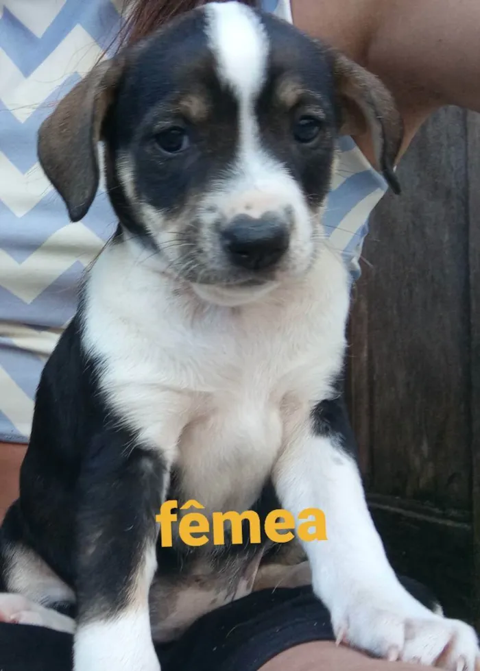 Cachorro ra a Indefinido  idade Abaixo de 2 meses nome Filhote 