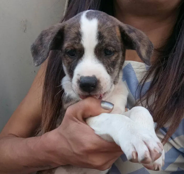 Cachorro ra a Indefinido  idade Abaixo de 2 meses nome Filhote 