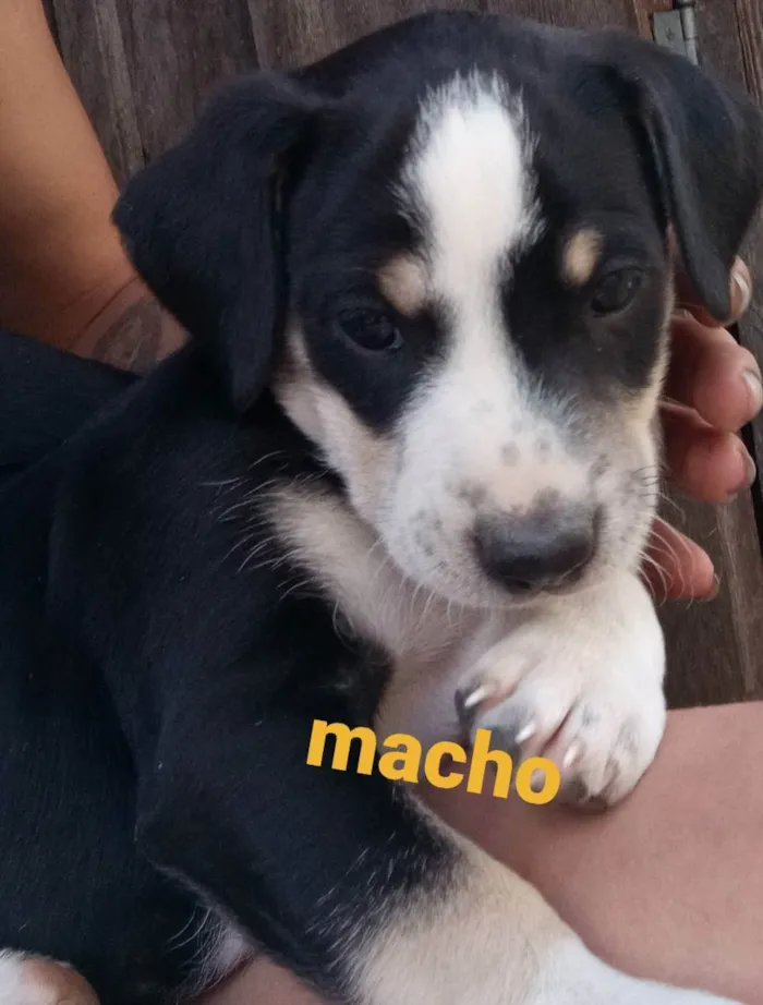 Cachorro ra a Indefinido  idade Abaixo de 2 meses nome Filhotes 
