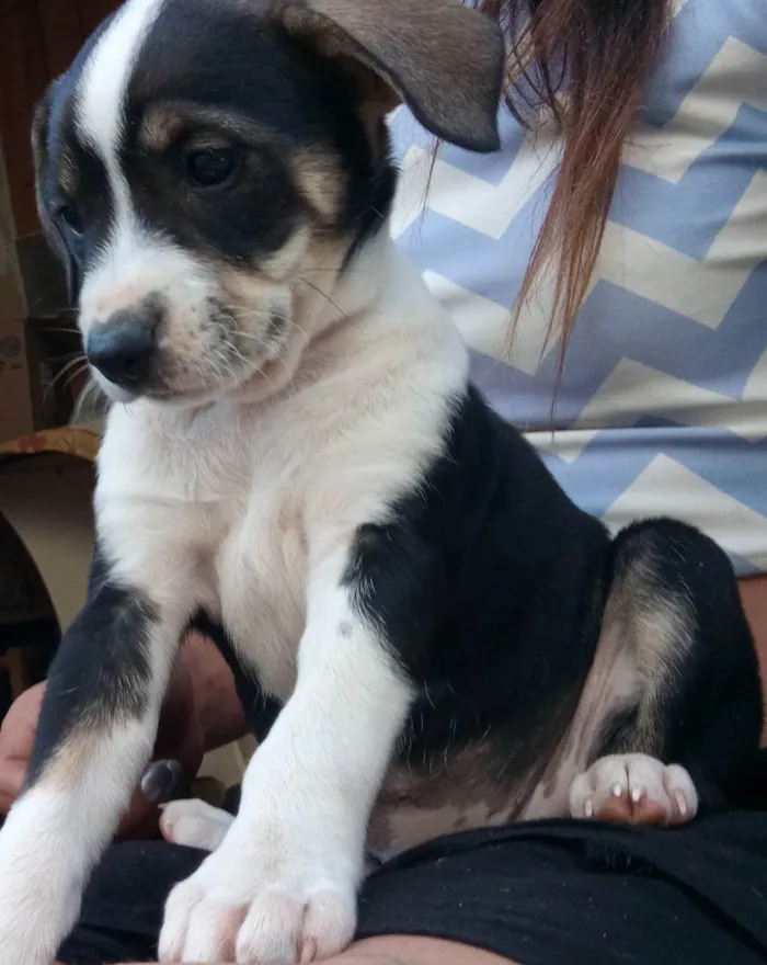 Cachorro ra a Indefinido  idade Abaixo de 2 meses nome Filhotes 