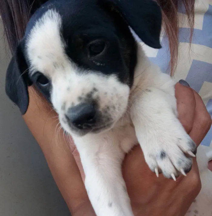 Cachorro ra a Indefinido  idade Abaixo de 2 meses nome Filhotes 