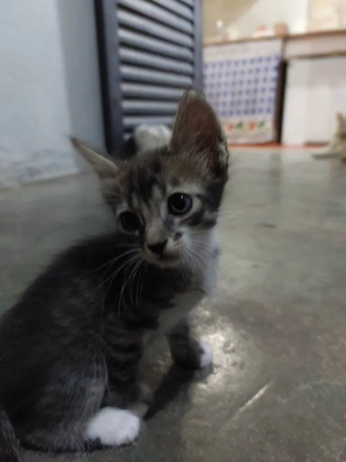 Gato raça  idade 2 a 6 meses nome Nome não definido