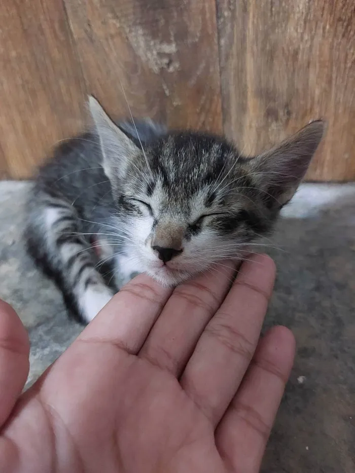 Gato raça  idade 2 a 6 meses nome Nome não definido