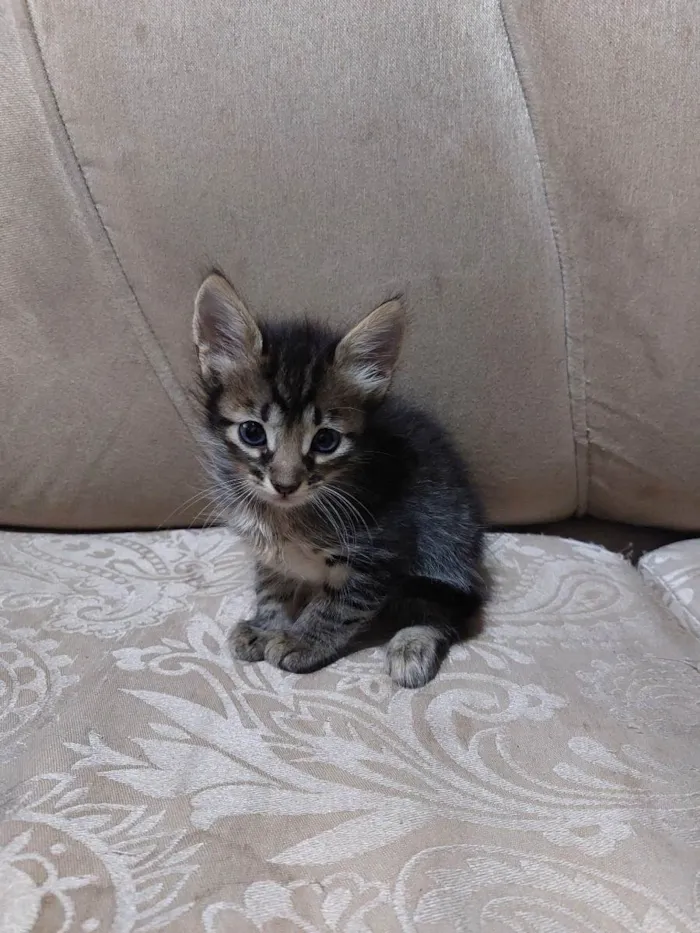 Gato raça  idade 2 a 6 meses nome Nome não definido