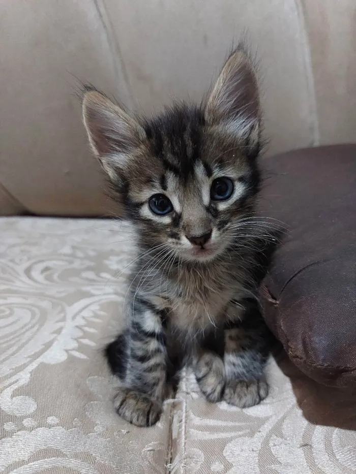 Gato raça  idade 2 a 6 meses nome Nome não definido
