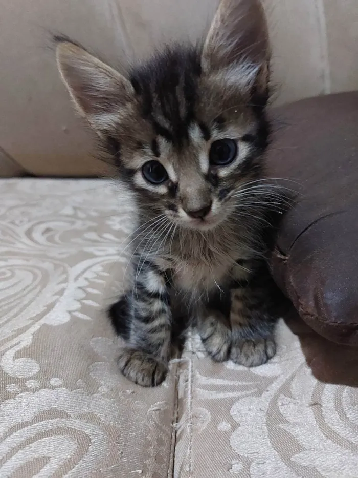 Gato raça  idade 2 a 6 meses nome Nome não definido