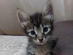 Gato raça  idade 2 a 6 meses nome Nome não definido