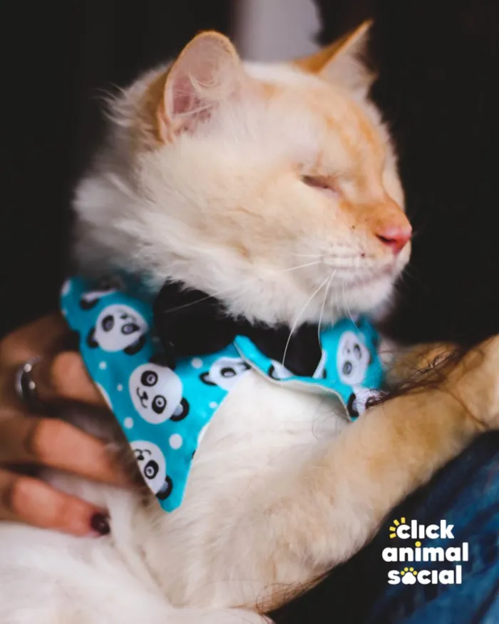 Gato ra a SRD idade 7 a 11 meses nome GUERREIRO