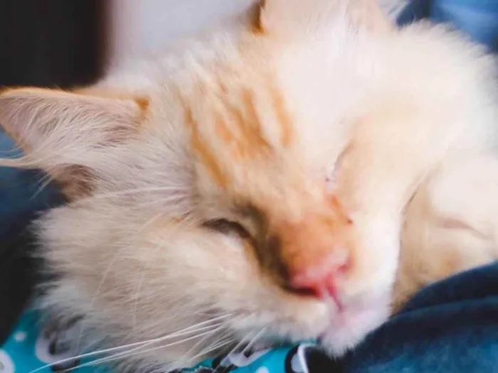 Gato ra a SRD idade 7 a 11 meses nome GUERREIRO
