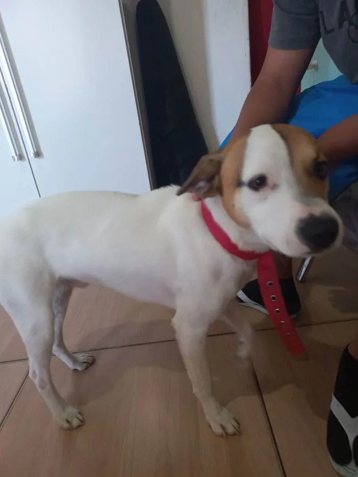 Cachorro ra a Vira-latas misturado  idade 3 anos nome Nick 