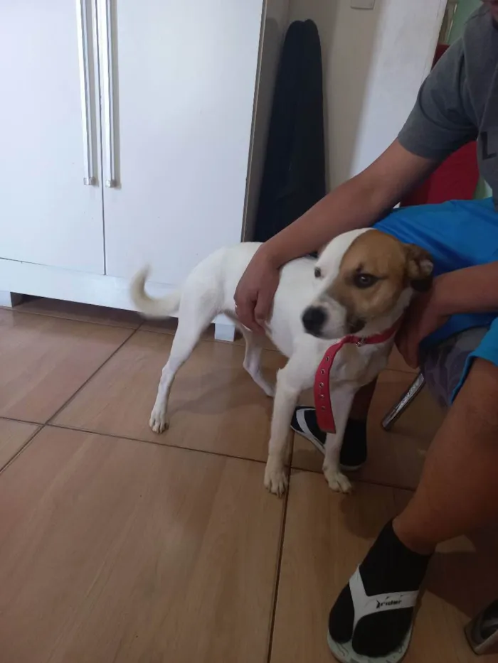 Cachorro ra a Vira-latas misturado  idade 3 anos nome Nick 