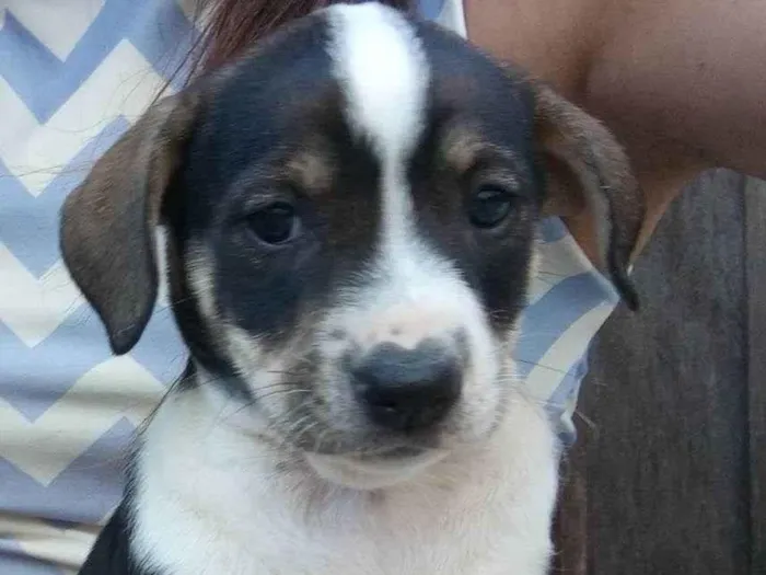 Cachorro ra a Indefinido  idade Abaixo de 2 meses nome Filhote 