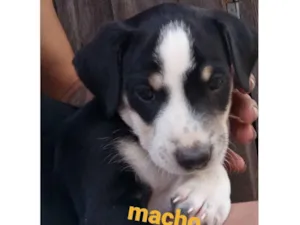 Cachorro raça Indefinido  idade Abaixo de 2 meses nome Filhotes 