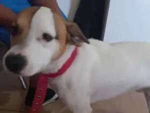 Cachorro raça Vira-latas misturado  idade 3 anos nome Nick 