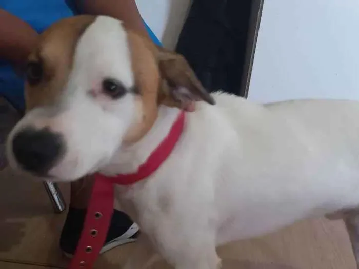 Cachorro ra a Vira-latas misturado  idade 3 anos nome Nick 