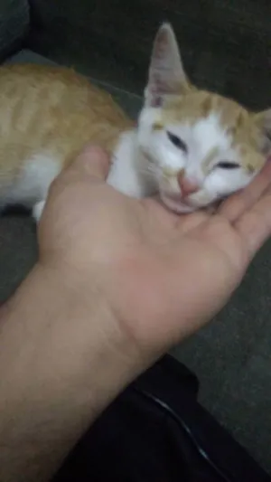 Gato raça  idade  nome Filhote