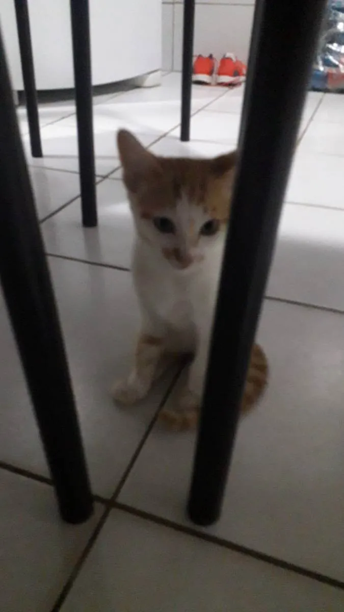 Gato raça  idade  nome Filhote