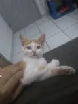 Gatinho