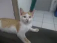 Gatinho