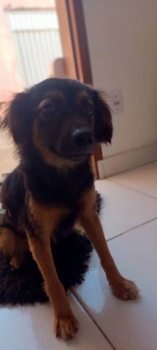 Cachorro ra a Não sei kkk  idade 3 anos nome Luly