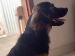 Cachorro raça Não sei kkk  idade 3 anos nome Luly